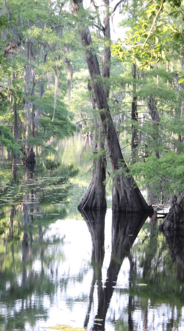 Mosquito control services in Chalmette