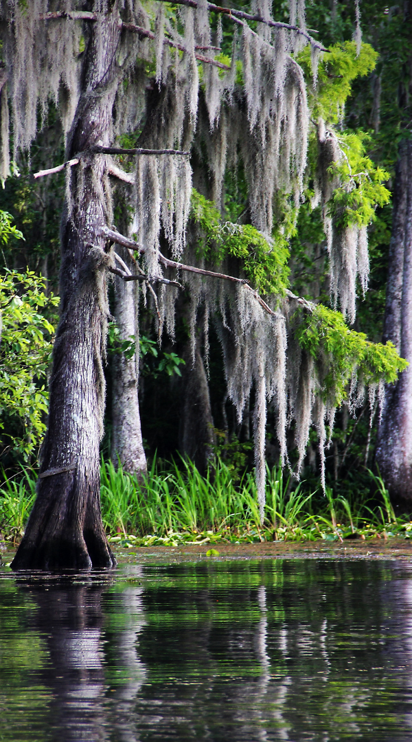Mosquito control services in New Orleans