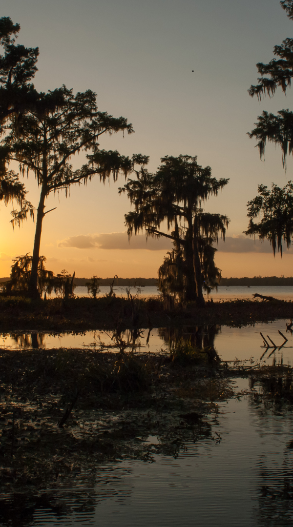 Mosquito control services in Metairie