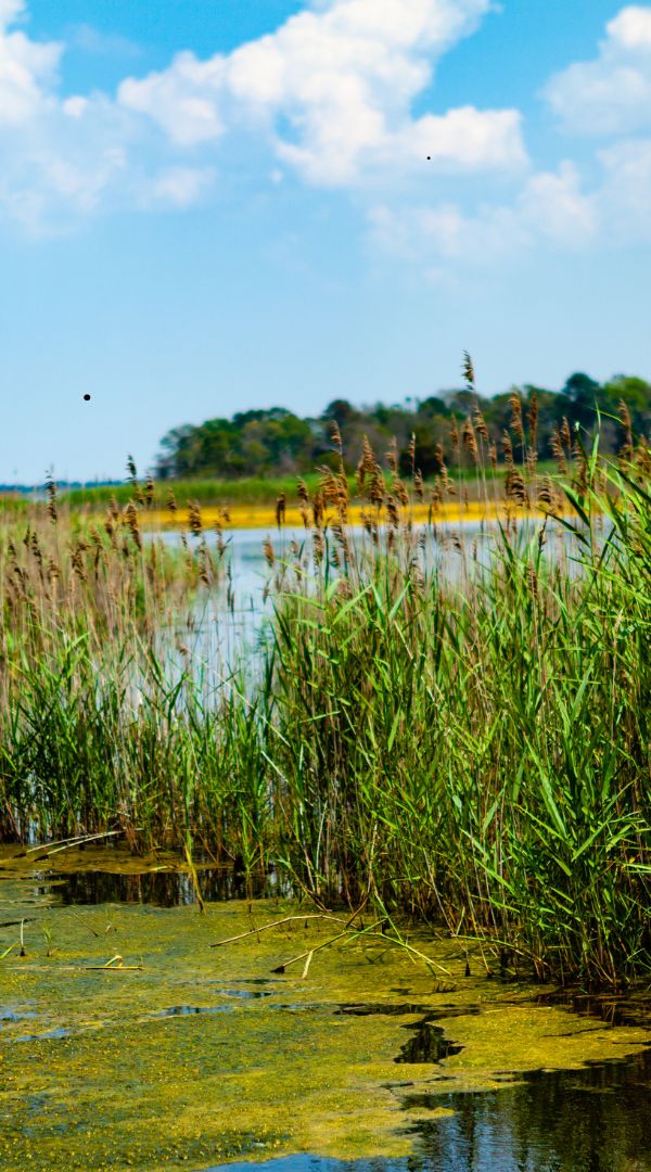 Mosquito control services in Dover, DE.