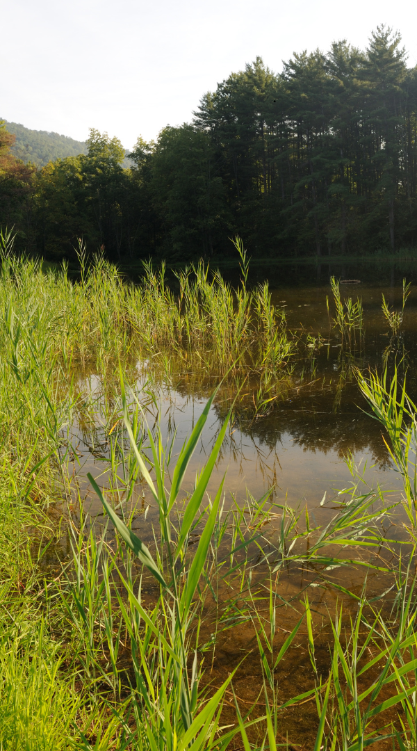 Mosquito control services in Linglestown