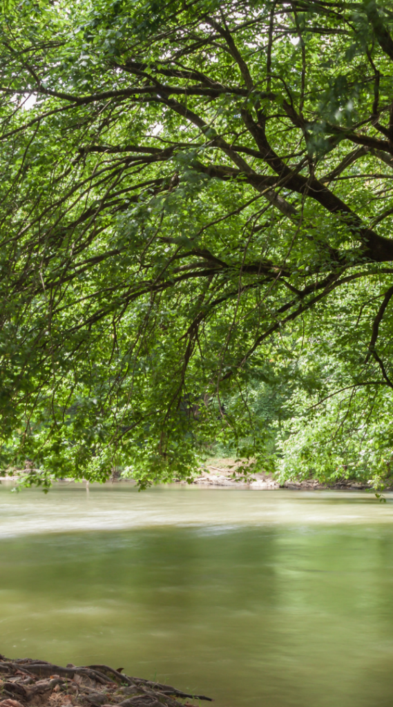 Mosquito control services in Richmond Hill, GA.