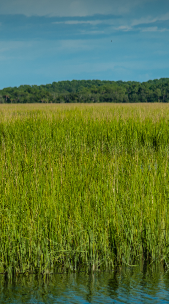 Mosquito control services in Rock Hill