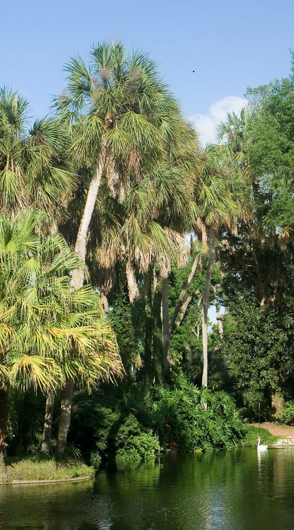 Mosquito Control Services in Tarpon Springs, FL.