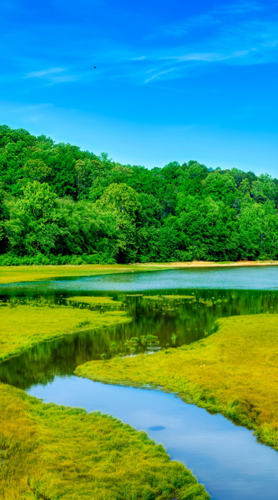 Mosquito control services on Whitemarsh Island, GA.
