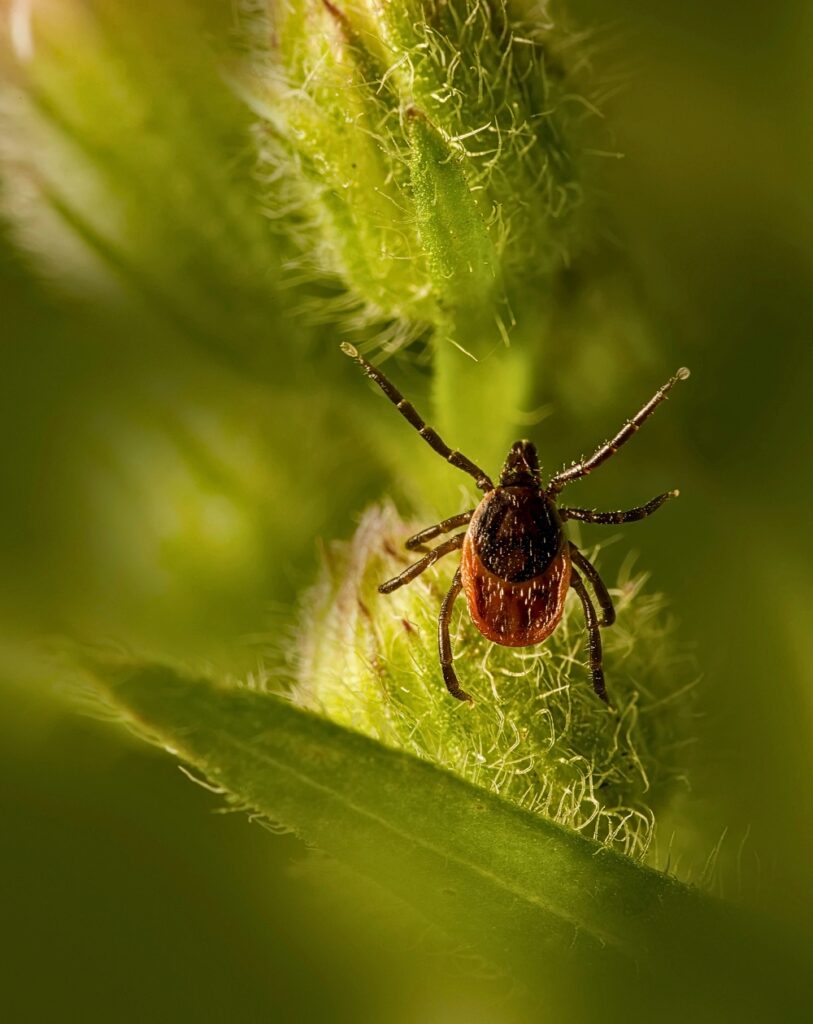 Deer Tick Long version apeature effect