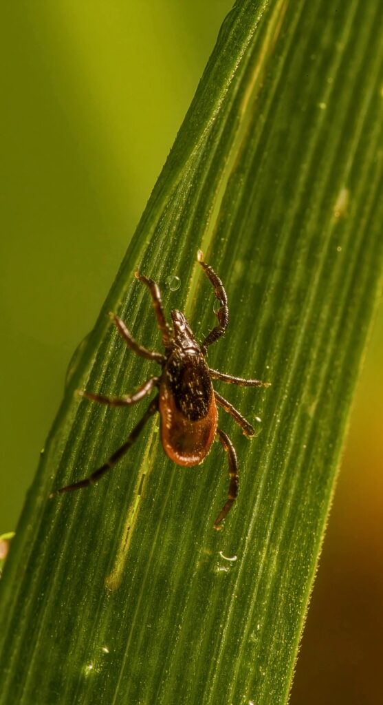 Deer Tick Long version
