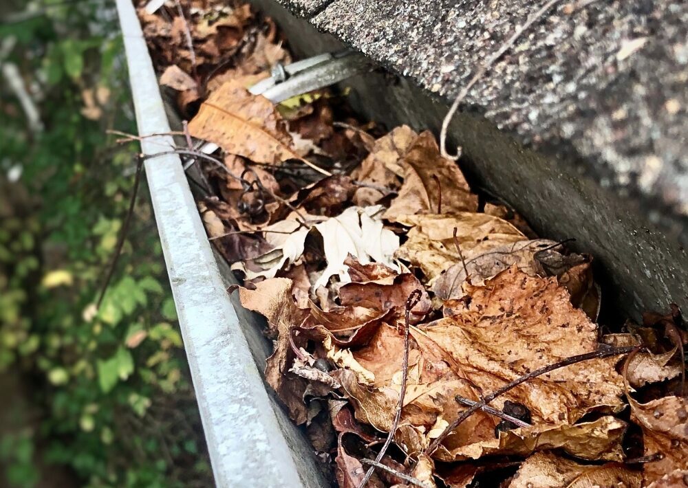 Dirty gutters attract mosquitos