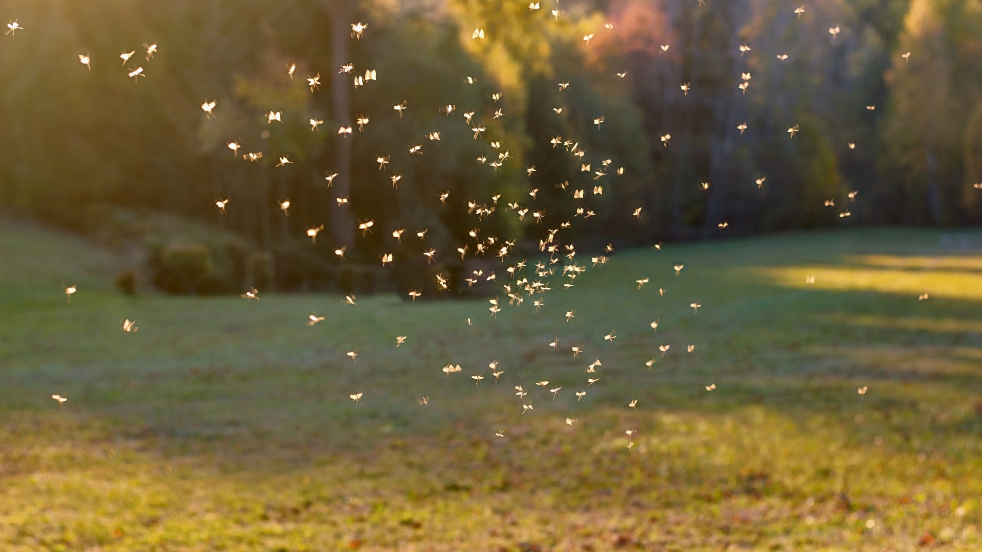 Mosquito Swarm long Island