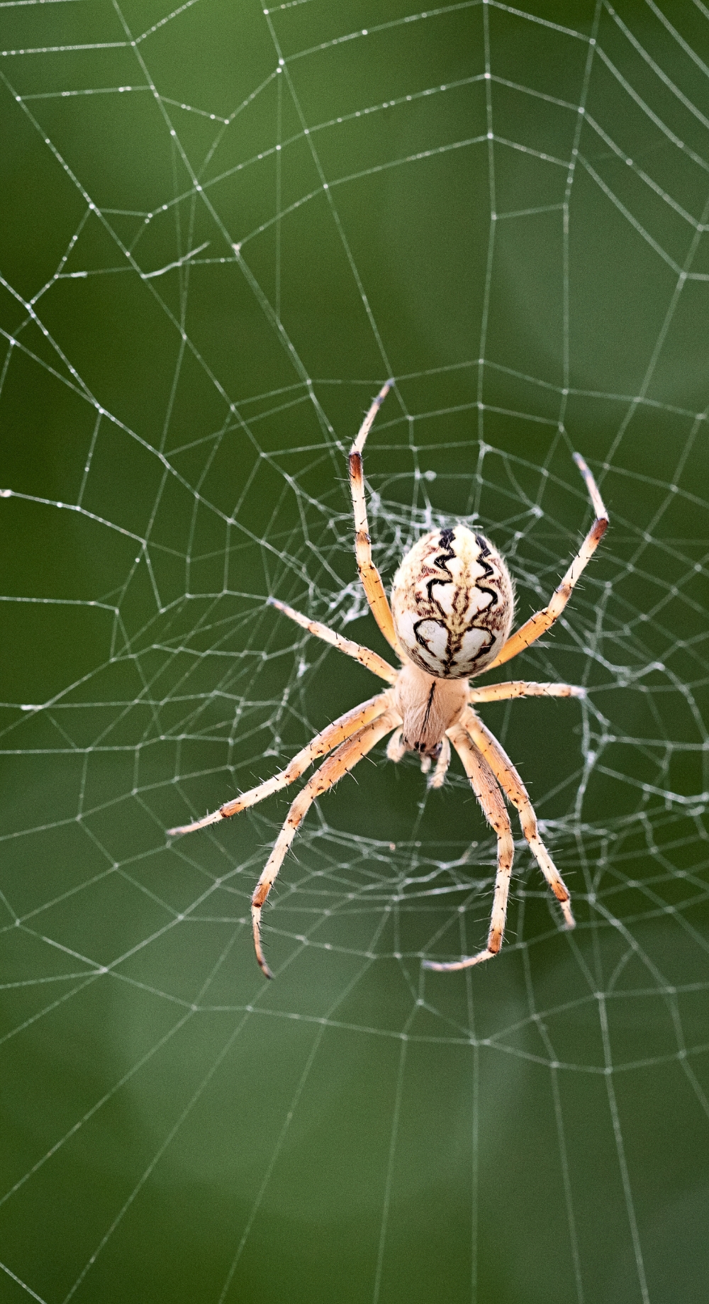 Spider photo vert layout