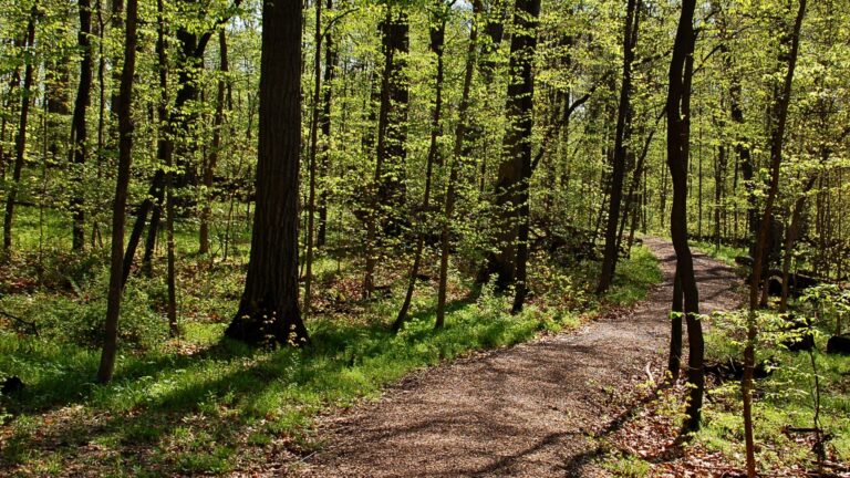 Wooded trail