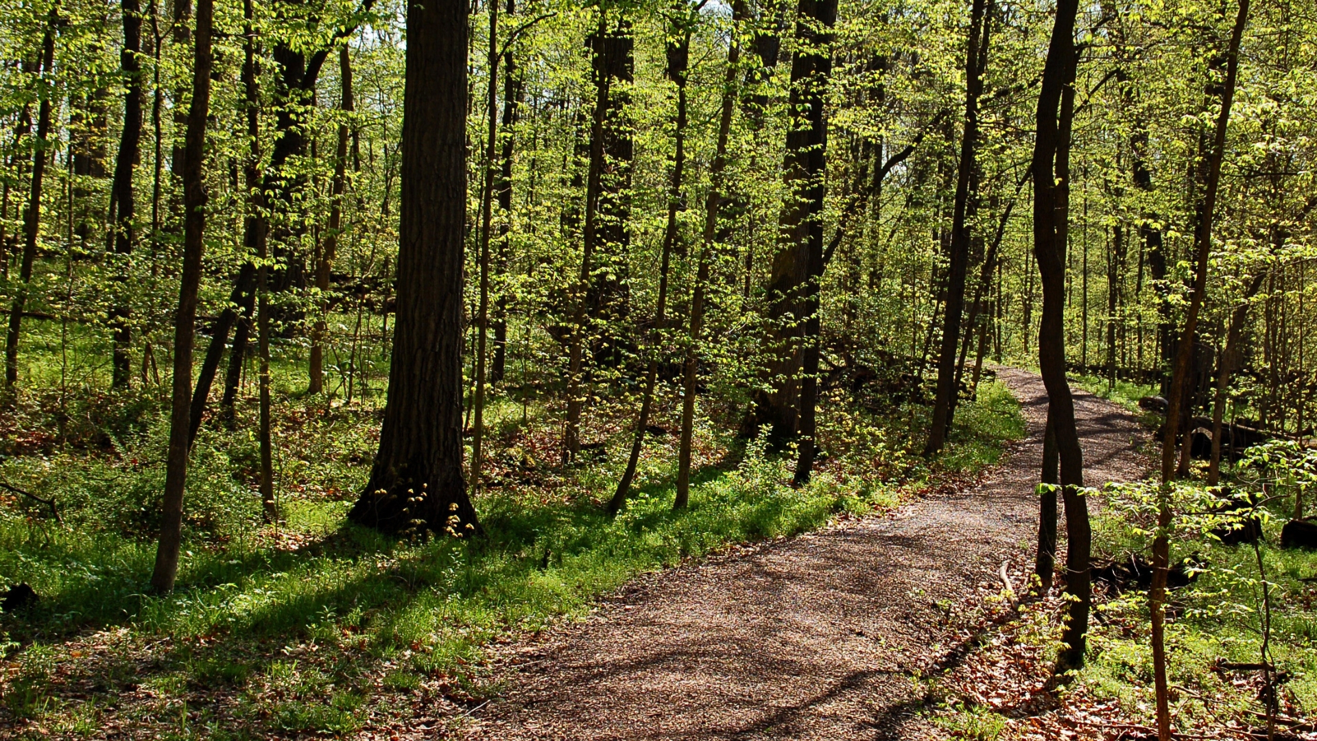 Wooded trail