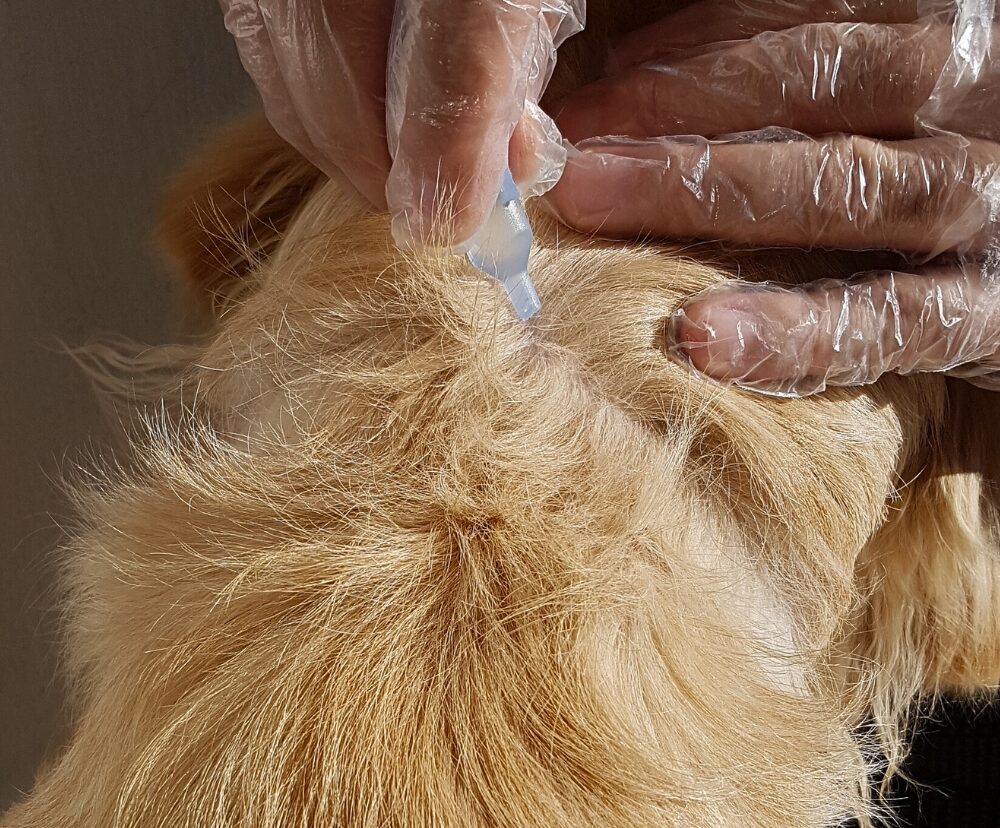 check pets to prevent ticks