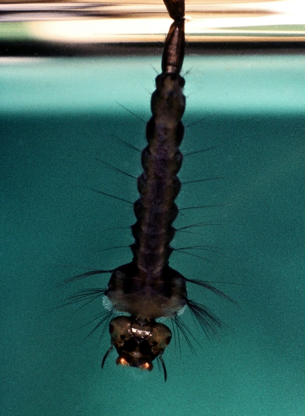 mosquito larvae hanging upside down