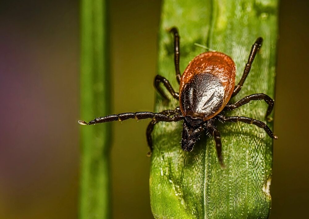 remove wood and plant matter to prevent ticks
