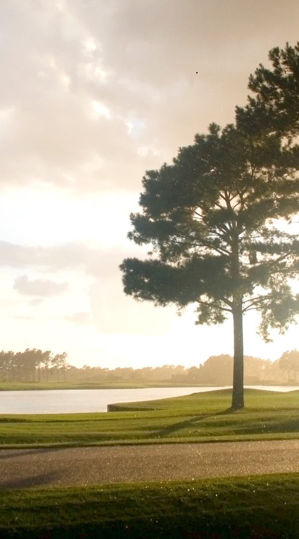 Mosquito control services on Tybee Island, GA.