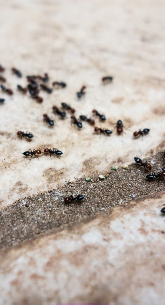 Ants Photo