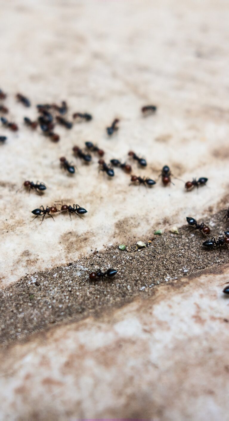 Ants Photo