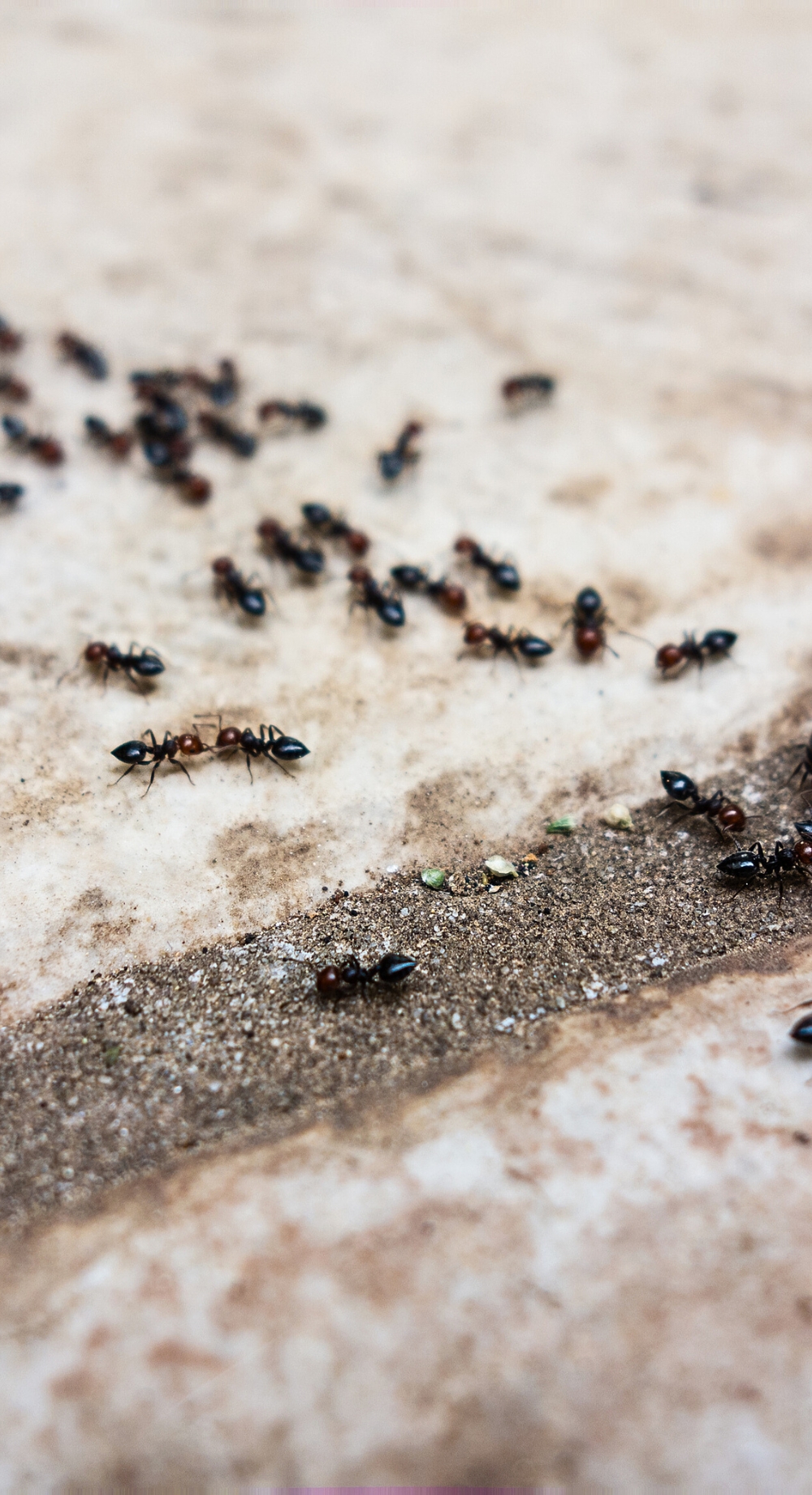 Ants Photo