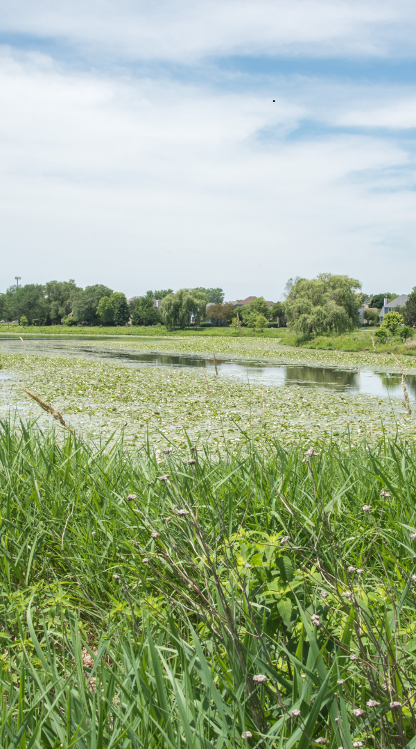 Mosquito control services in Arlington Heights, IL.