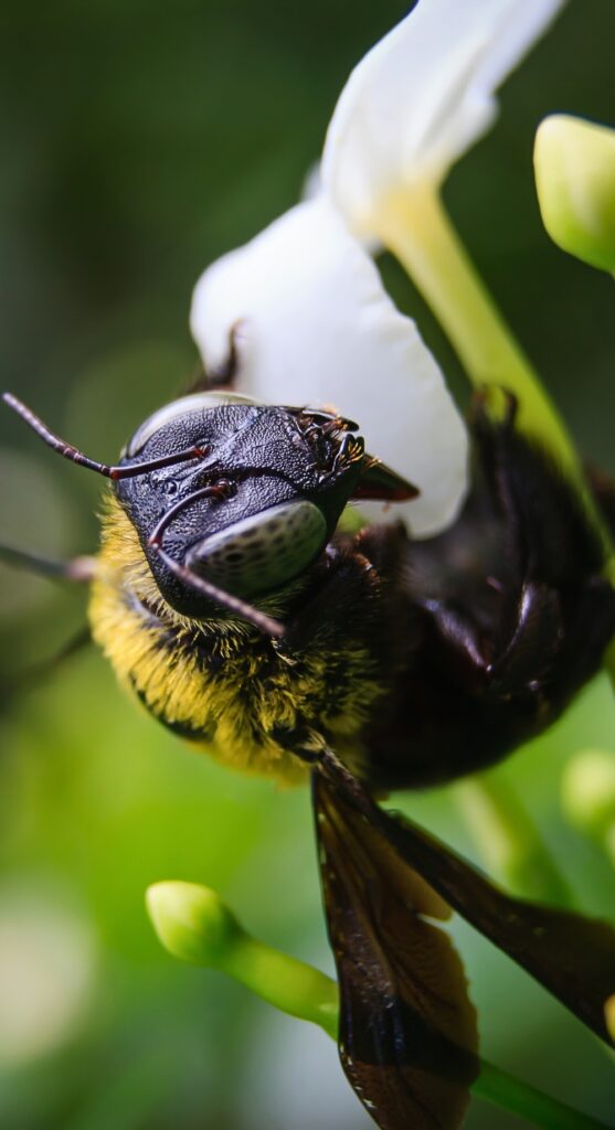Carpenter Bee