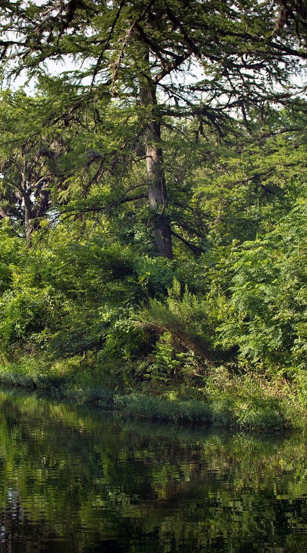 Mosquito control services in Castroville, TX.