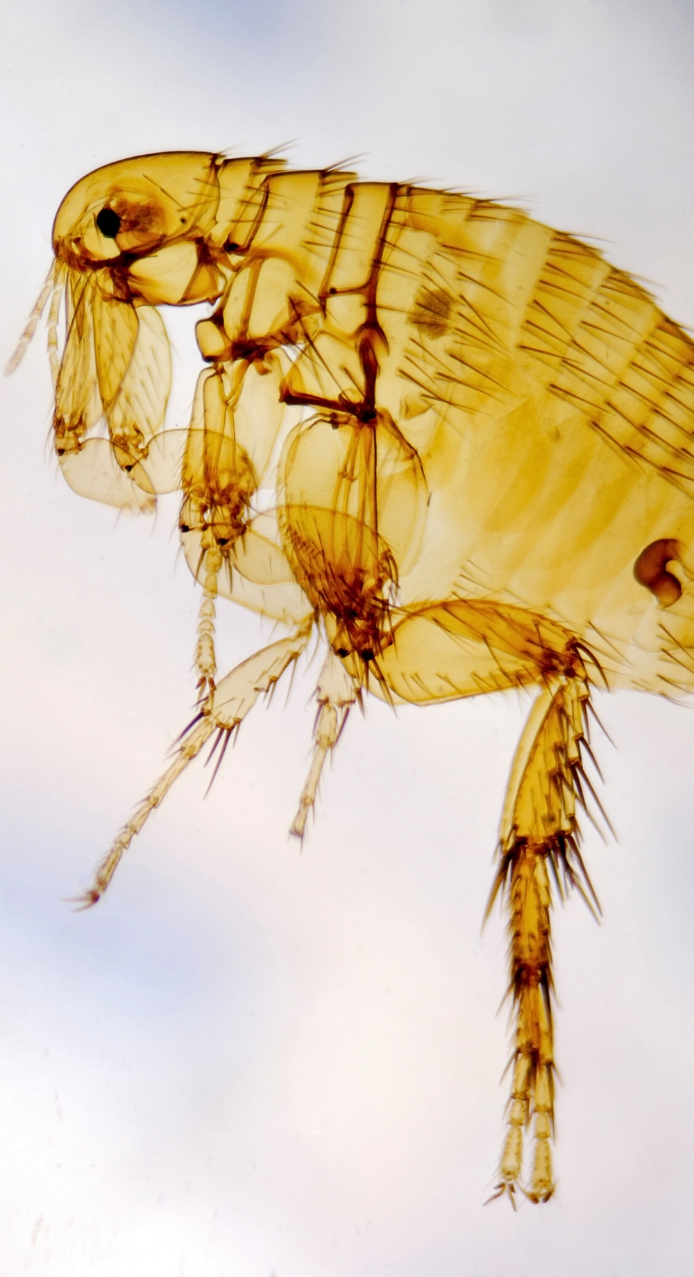 Fleas Photo