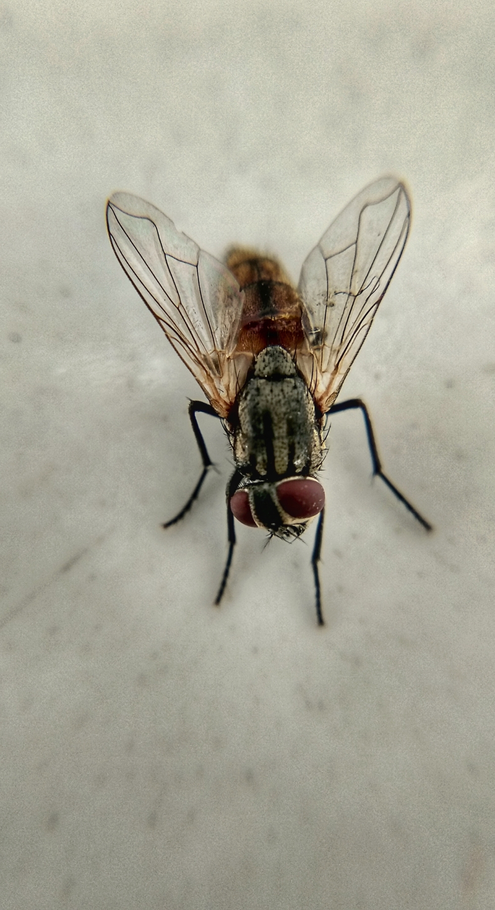 Fly Photo