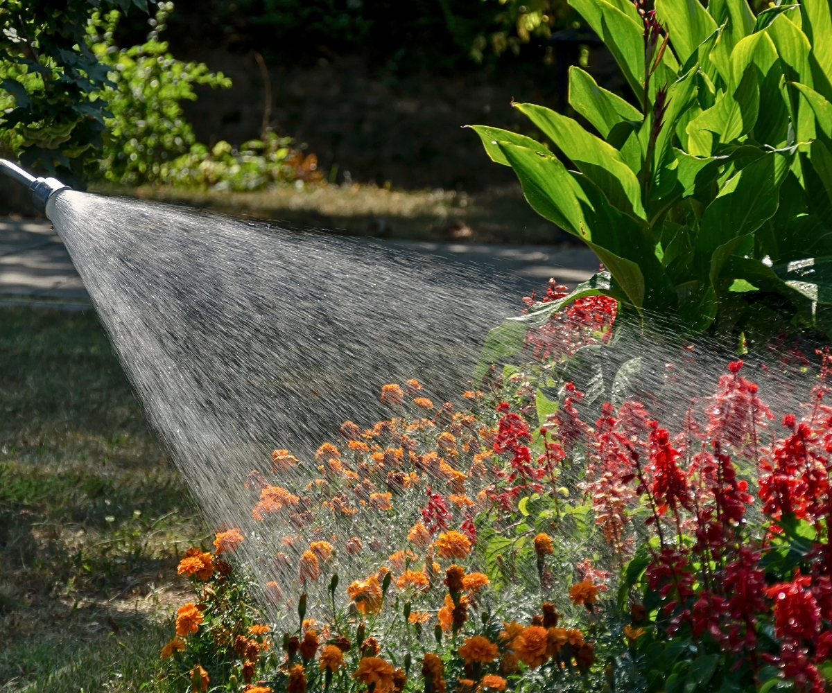 Overwatering plants