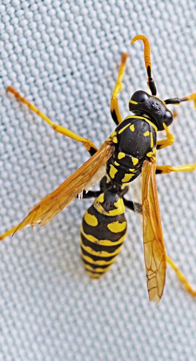 Wasp Photo