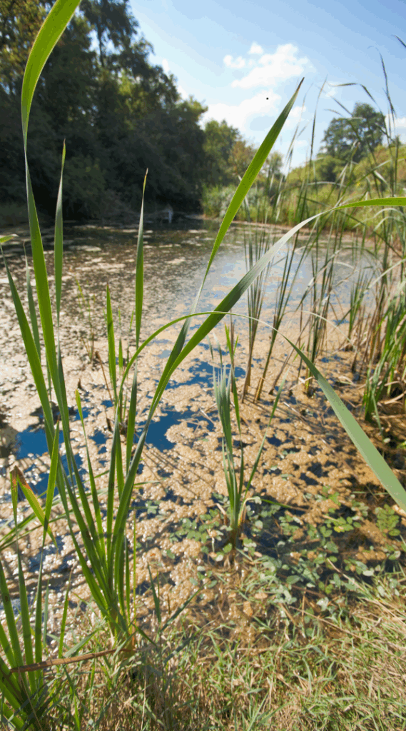 Professional Mosquito Control Company in Beverly