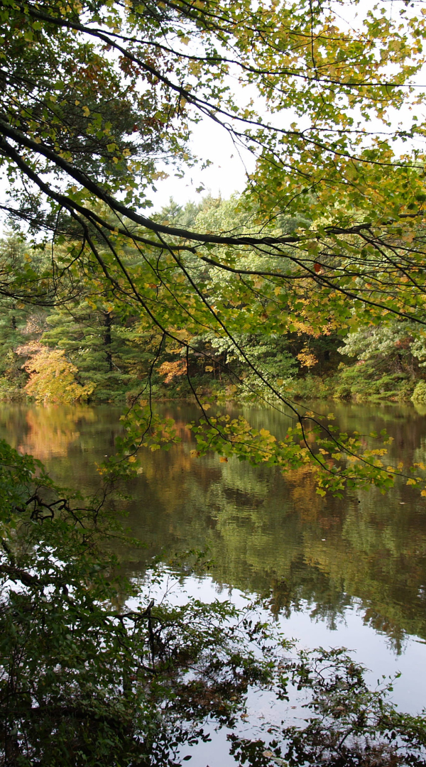 Professional Mosquito Control Company in Galena