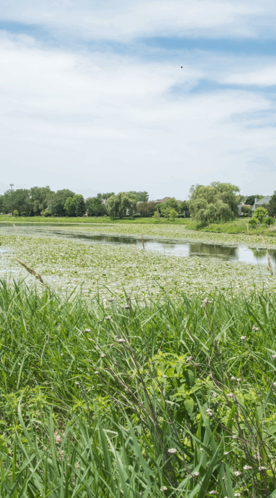 Professional Mosquito Control Company in Palos Heights