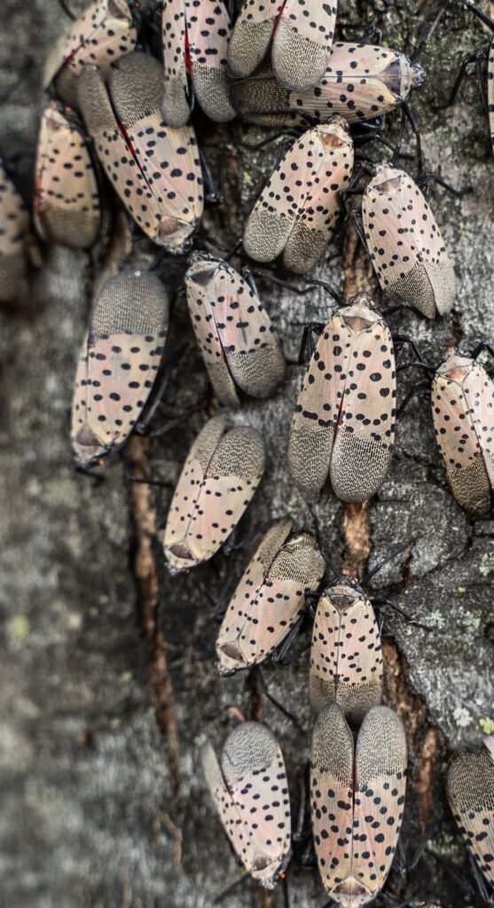 Spotted Lanternfly Vertical Version