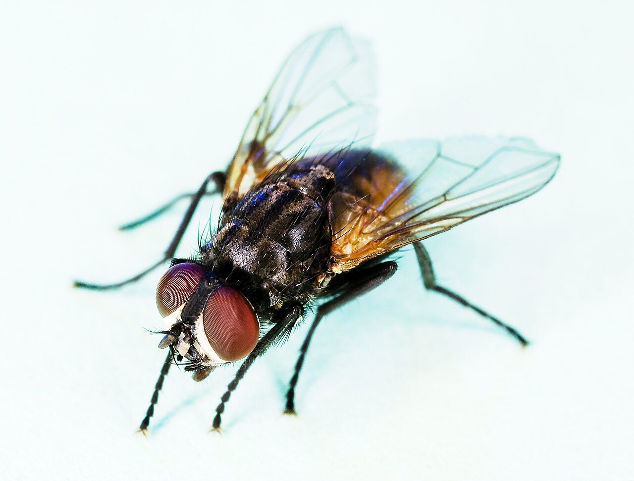 housefly
