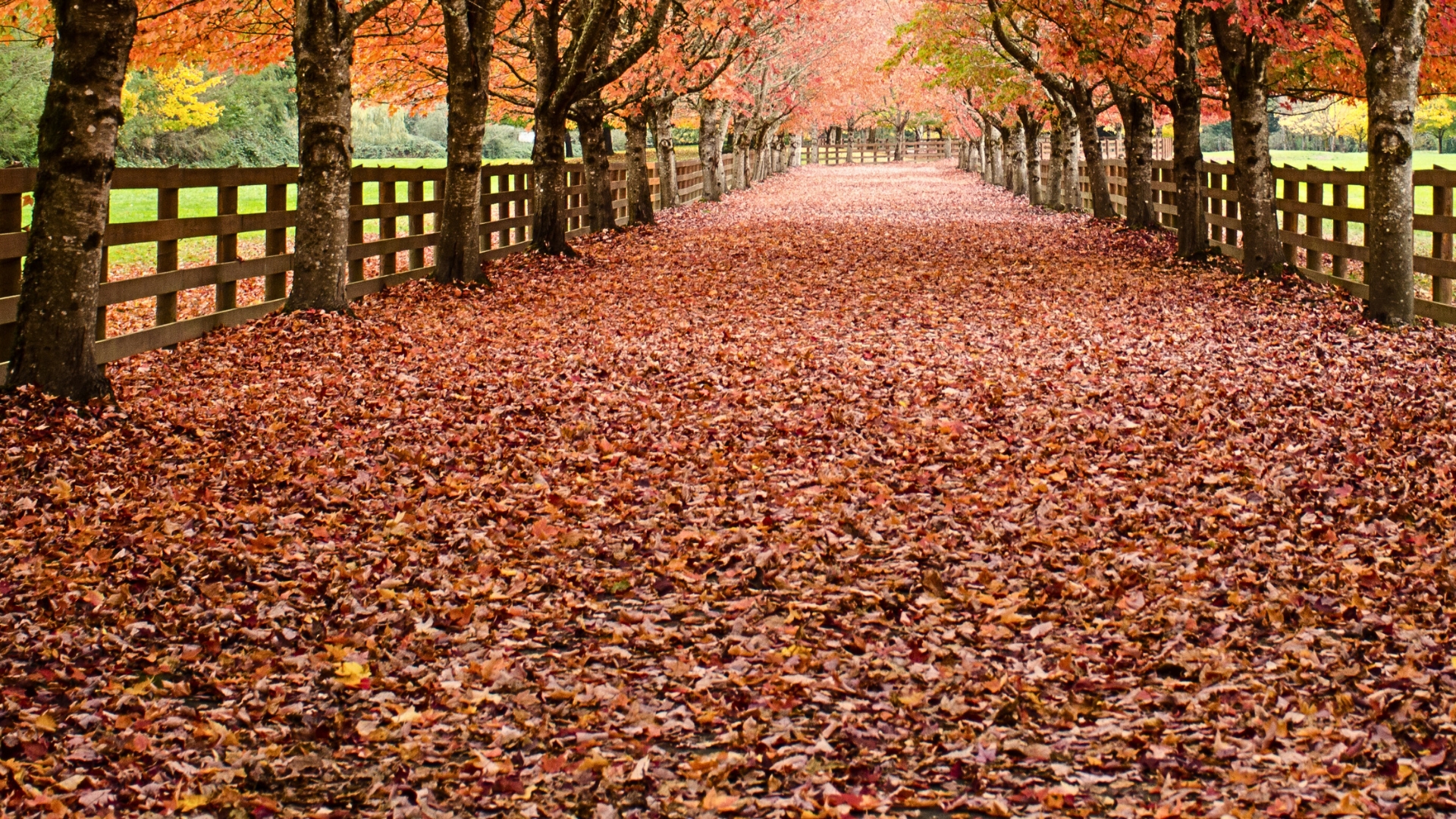 Fall foliage photo During Fall Hero Image