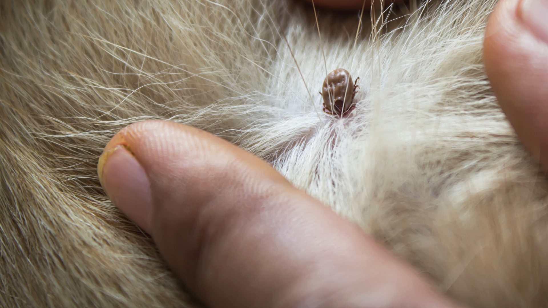 Ticks During Fall Hero Image