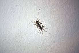 centipede