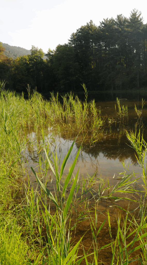 Professional Mosquito Control Company in Marysville, PA.