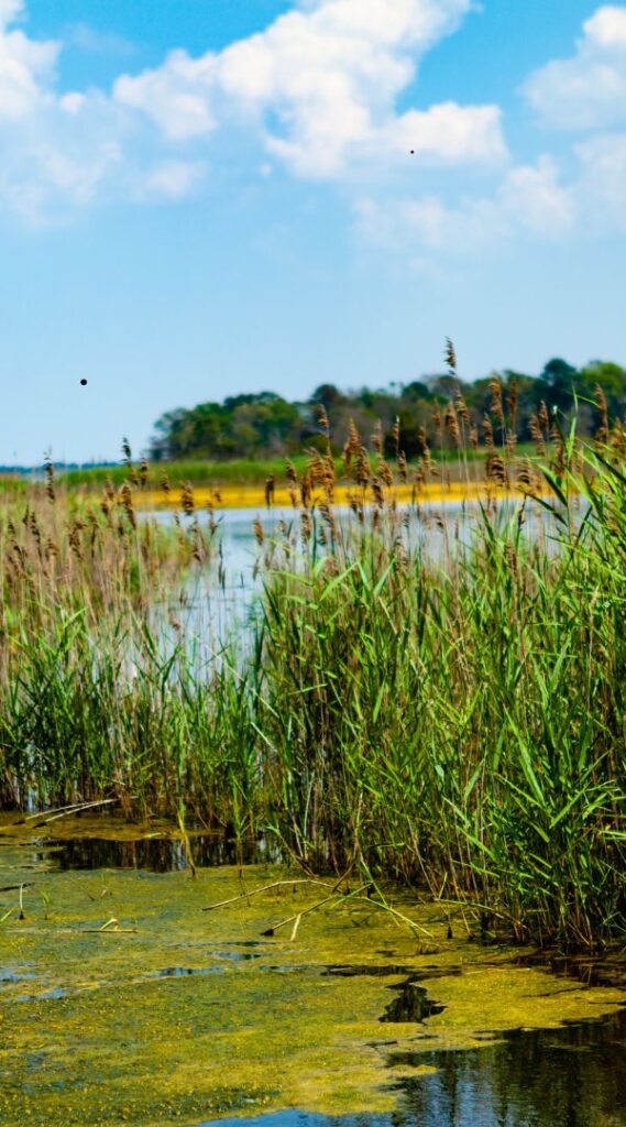 Professional Mosquito Control Company in Bethel, DE.