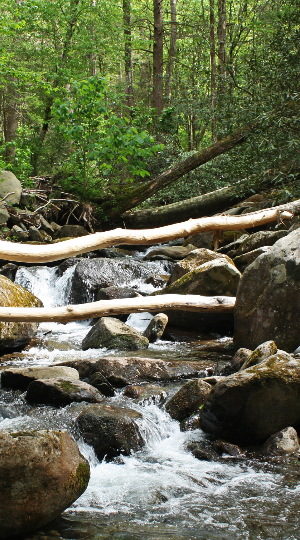 Professional Mosquito Control Company in La vergna, TN.