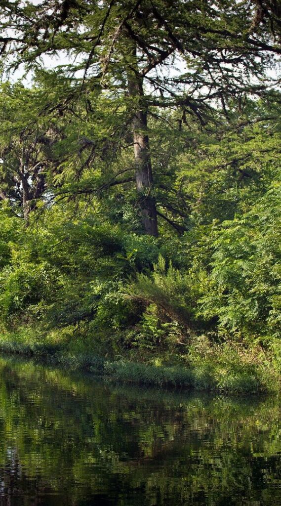 Professional Mosquito Control Company in Sisterdale, TX.