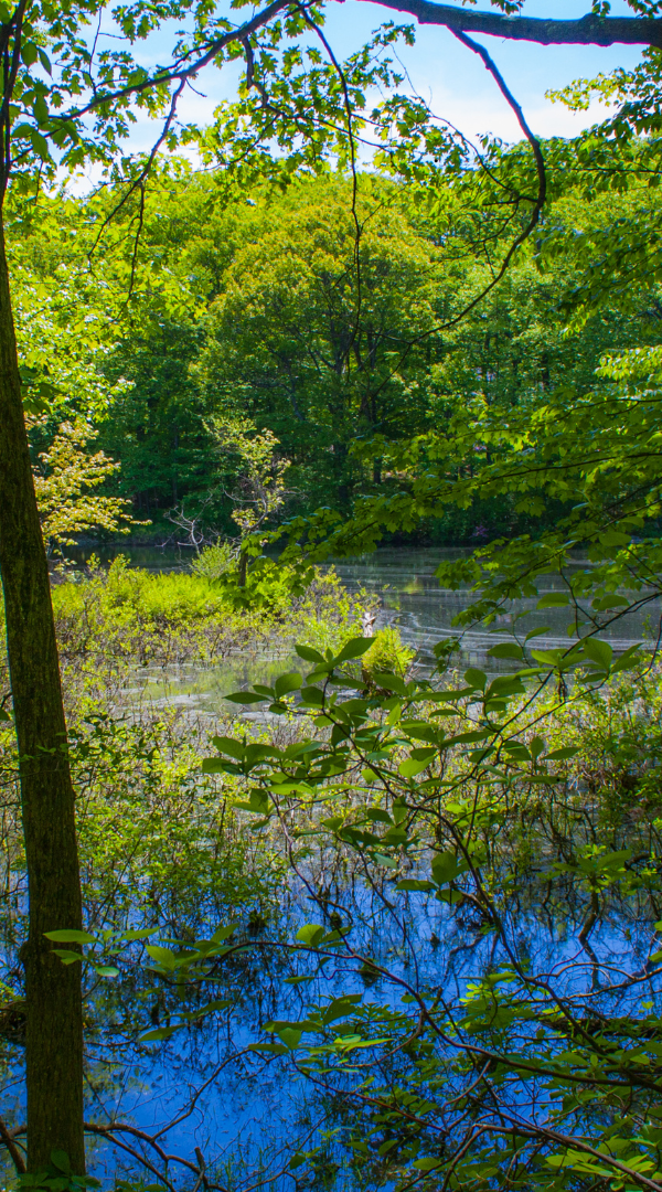 Professional Mosquito Control Company in Walled Lake, MI.
