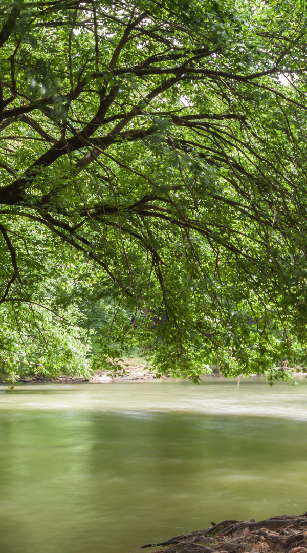 Professional Mosquito Control Company in Ellerslie, GA.