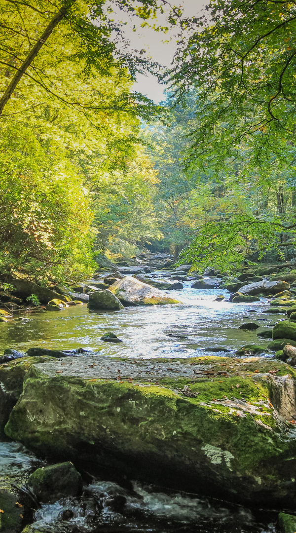 Professional Mosquito Control Company in Whites Creek, TN.