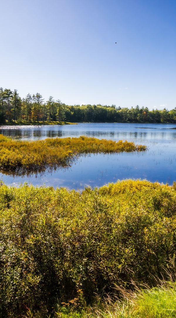 Professional Mosquito Control Company in Wixom, MI.