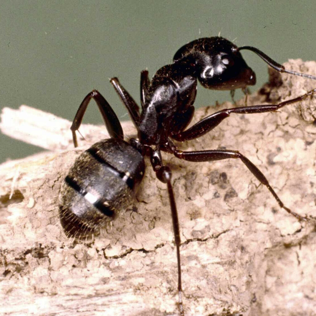 Carpenter Ant issues create major problems if left untreated