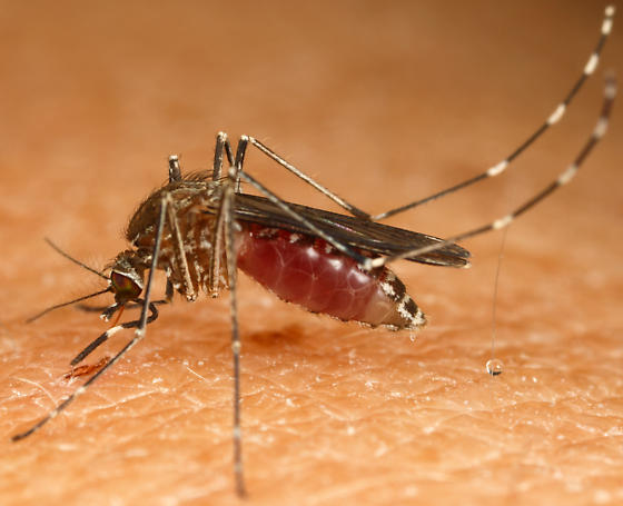 Culex tarsalis mosquito