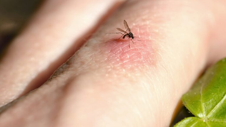 Common Mosquito species found