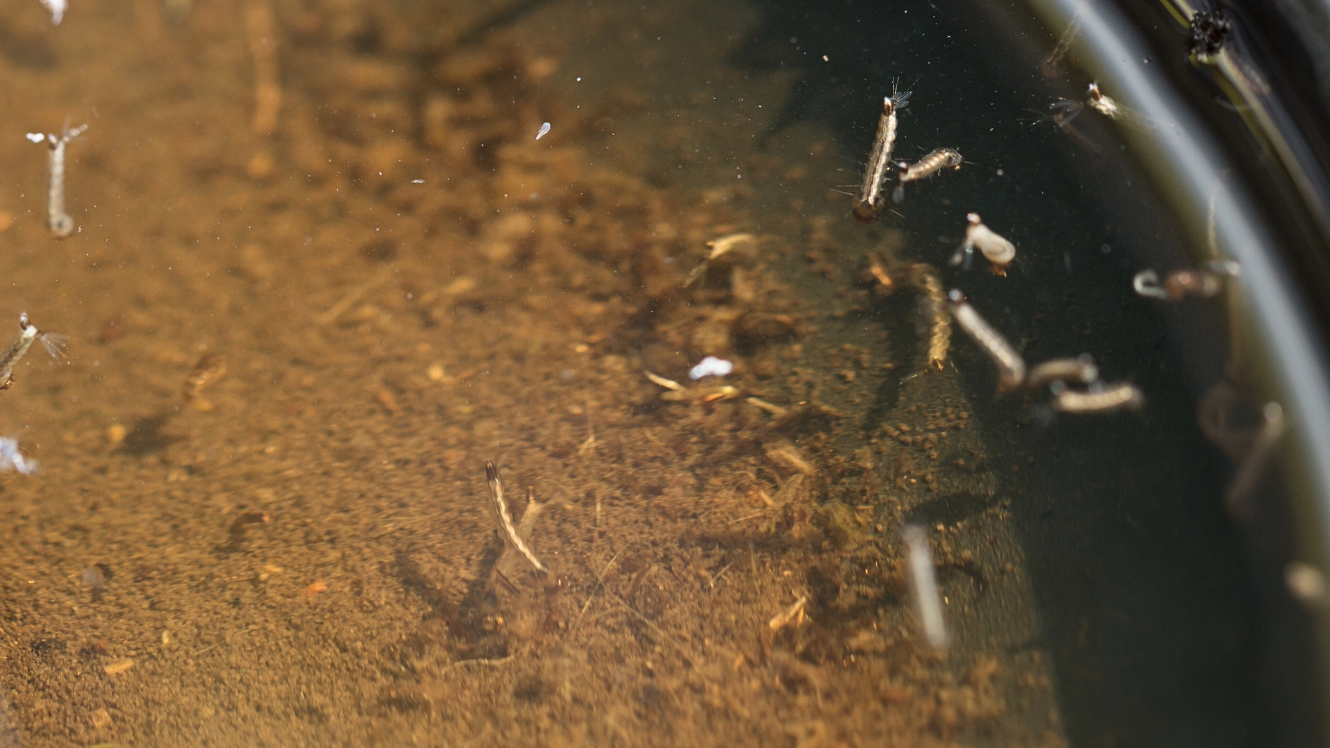 Mosquito species in the Northwest LA area